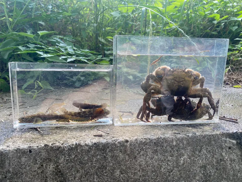 川で生き物探し体験！魚やカニ・エビ・水生昆虫を探して観察してみよう🐟のサブ写真7