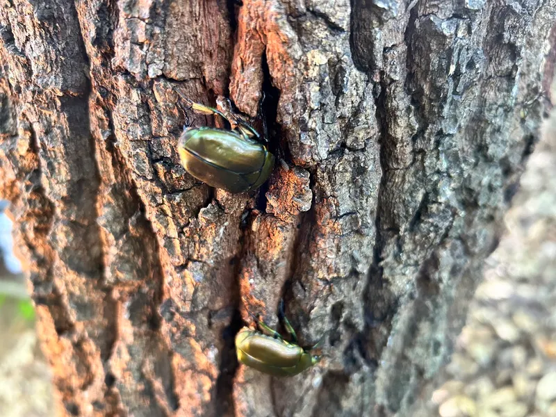 初心者向け 都内の公園で親子の虫さがし体験！季節ごとに変わる生き物を探そうのサブ写真4