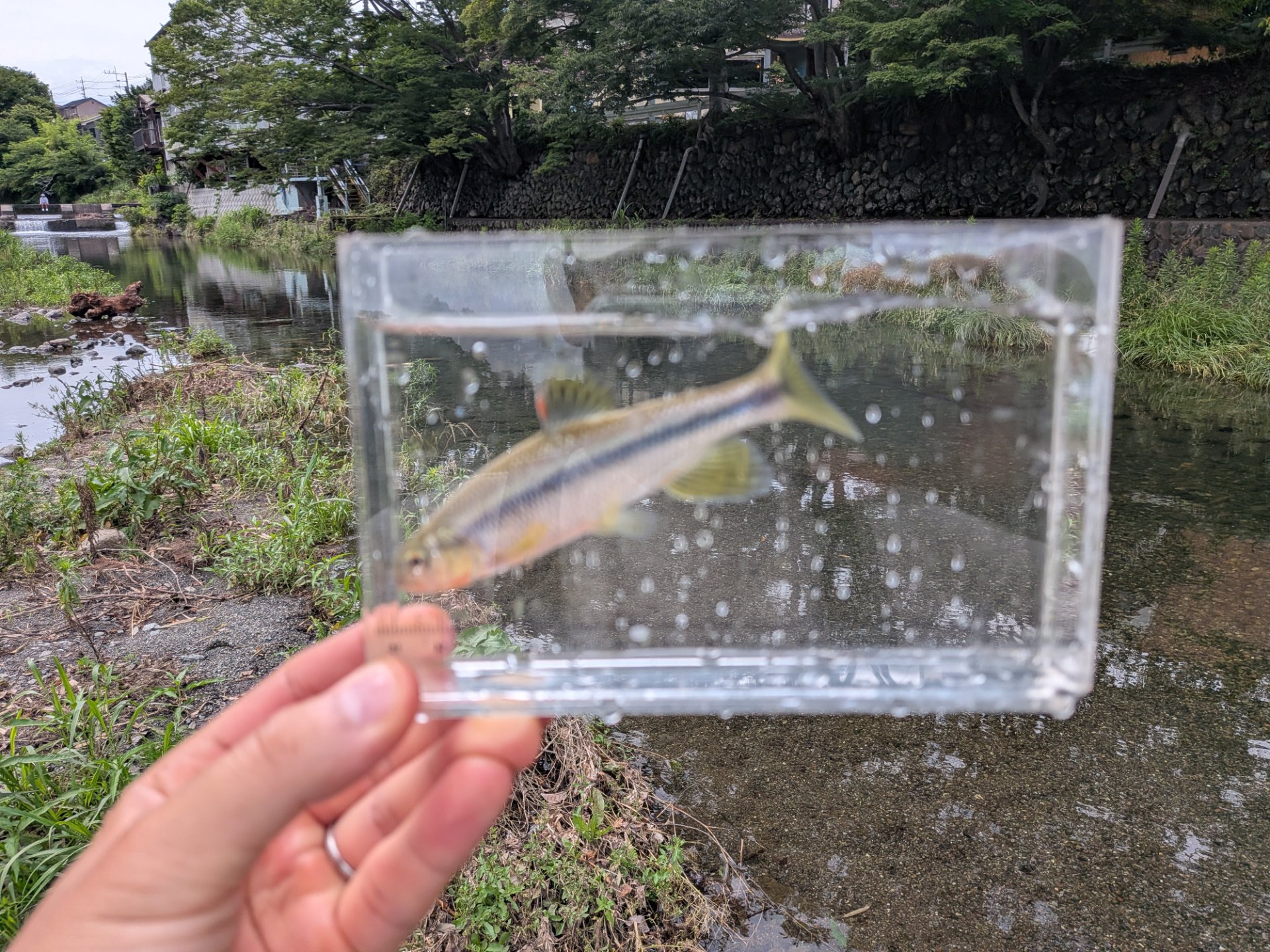 【5～10月限定・初心者向け】川の魚釣り体験！延べ竿でオイカワやカワムツを釣ってみようのサブ写真3
