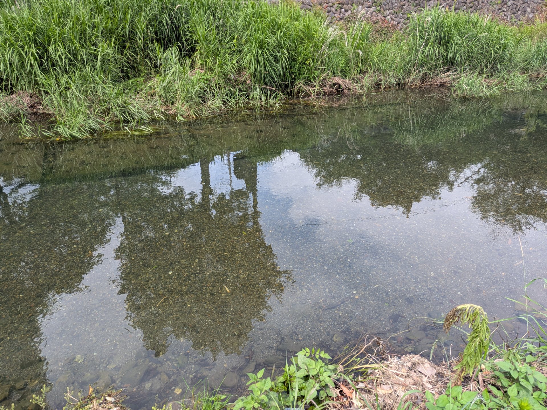 【5～10月限定・初心者向け】川の魚釣り体験！延べ竿でオイカワやカワムツを釣ってみようのサブ写真4