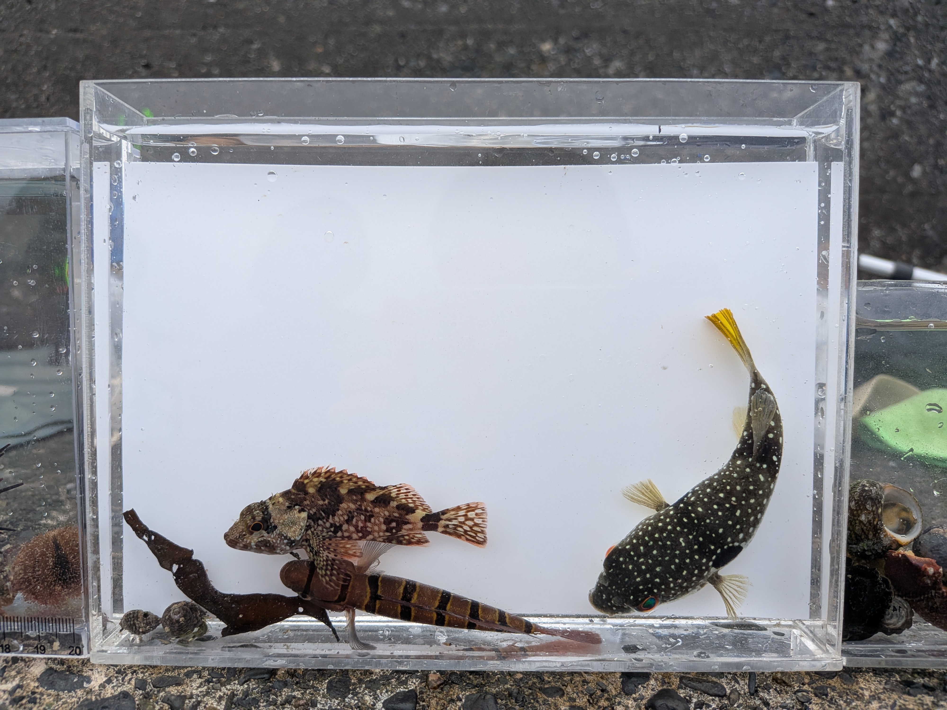 【6～9月限定・1組完全貸切】はじめての磯遊び！危険生物を知り尽くしたガイドと安全に楽しむ海の生き物探しのサブ写真4